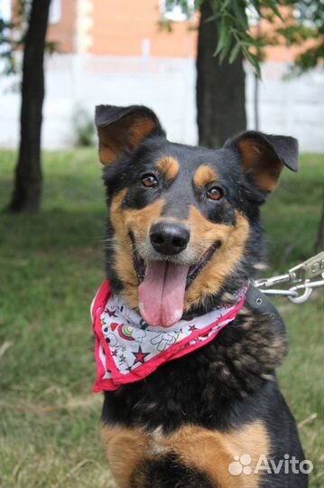 Собака в добрые руки отдам бесплатно