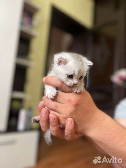Британская вислоухая кошка
