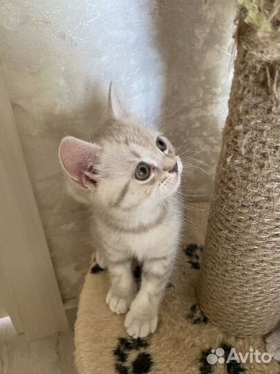 Британские котята