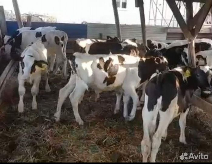 Бычки породистые