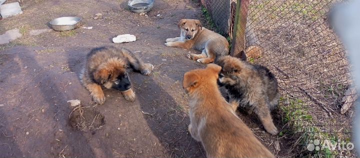 Щенков восточно европейской в добрые руки