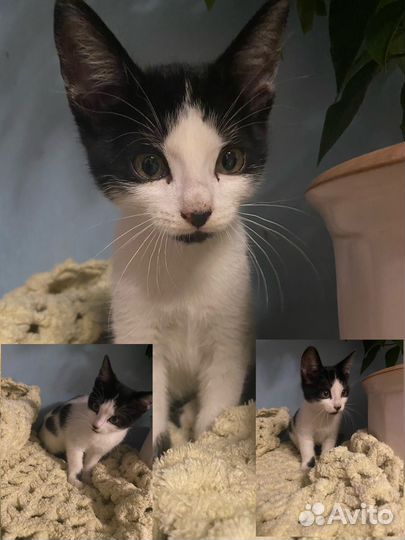 Котенок девочка бесплатно