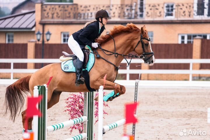 Продам донского мерина