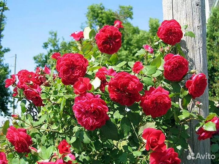 Саженцы роза Канадская Квадра