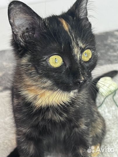 Трехцветный Котенок. Пишите, очень нужен дом