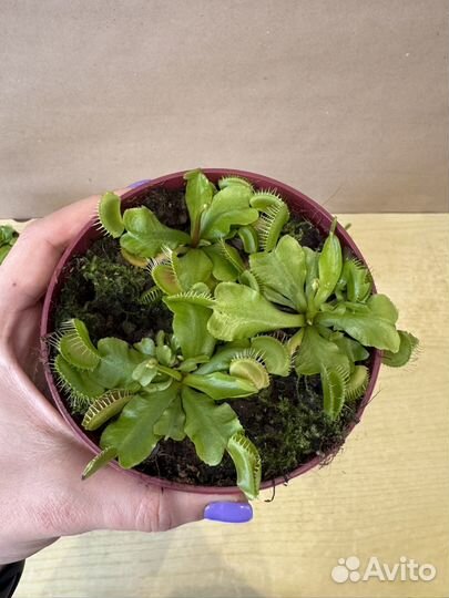 Венерина мухоловка цветок