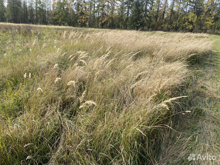 Пампасная трава. Сухоцвет. Декор