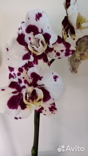 Орхидея фаленопсис