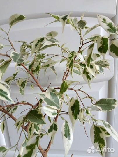 Фикус пестролистный твайлайт