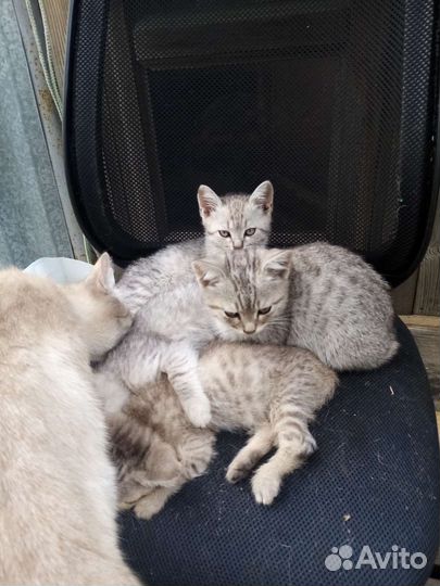 Британская кошка в дар