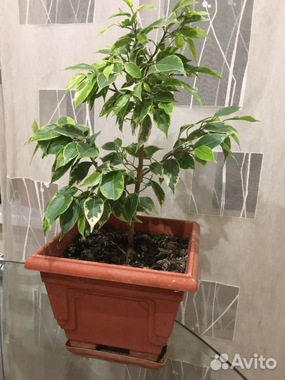 Фикус бенджамина