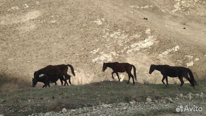 Экскурсии и индивидуальные Джип Туры в Горы