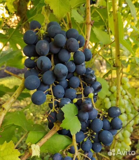 Саженцы винограда