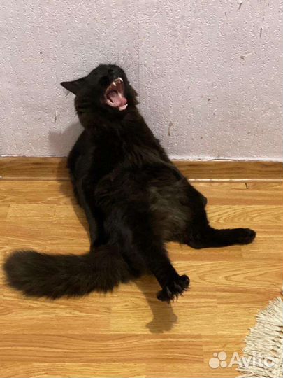 Мейн-кун помесь