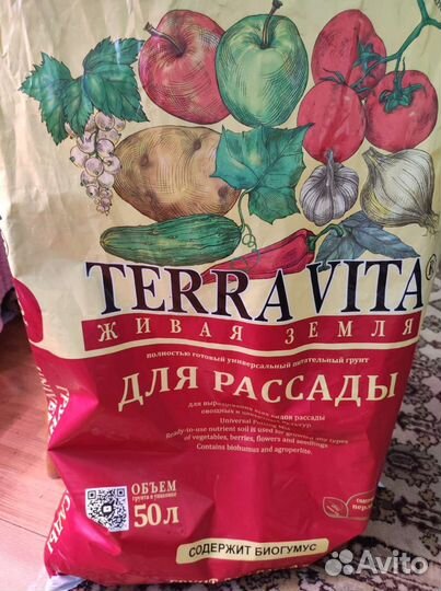 Рассада томатов, помидоры для теплицы