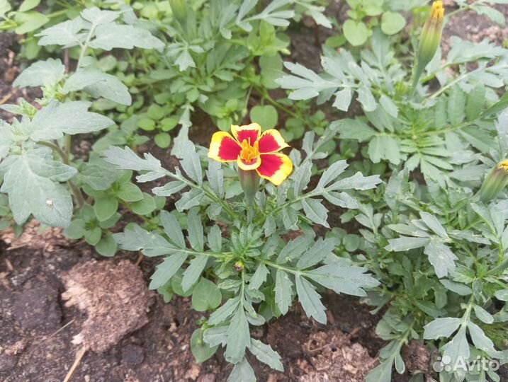 Рассада цветы бархатцы