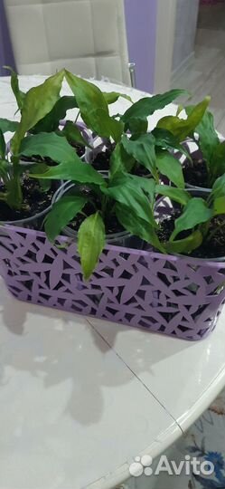 Цветы комнатные