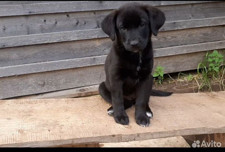 Щенки лабрадора