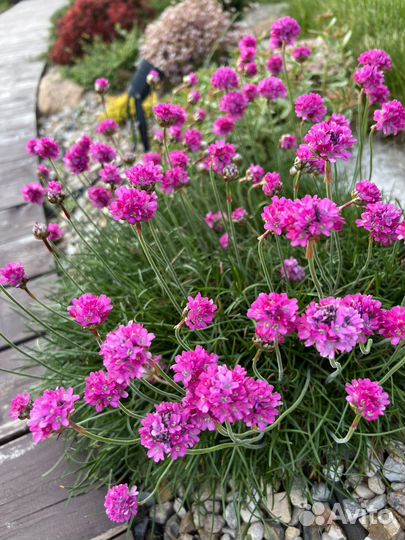 Армерия почвопокровное растение