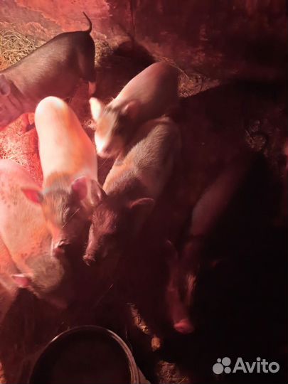 Поросенок ландрас