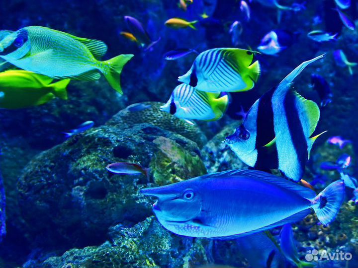 Экскурсия — Хургада — Гранд Аквариум вХургаде: Кра