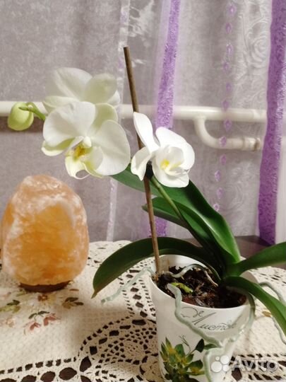 Орхидея фаленопсис