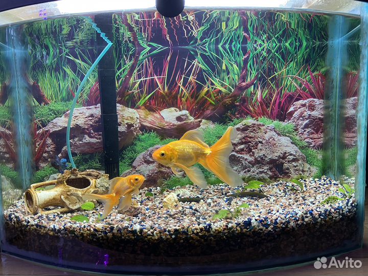Аквариум б/у, Рыбки золотые, камни, кувшин, фильтр