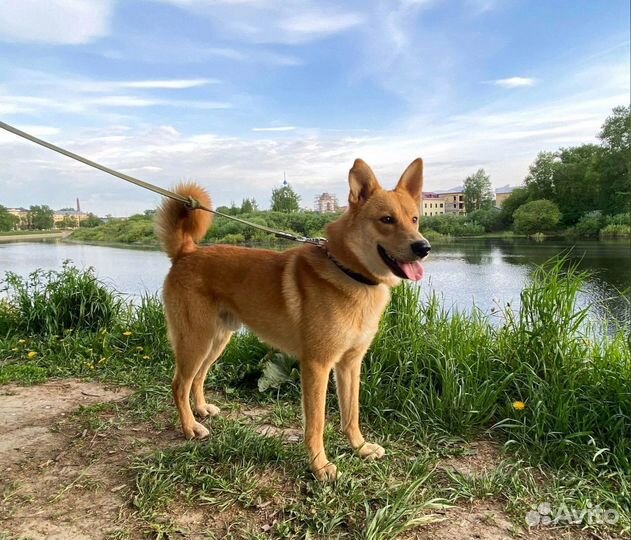 Собаки бесплатно