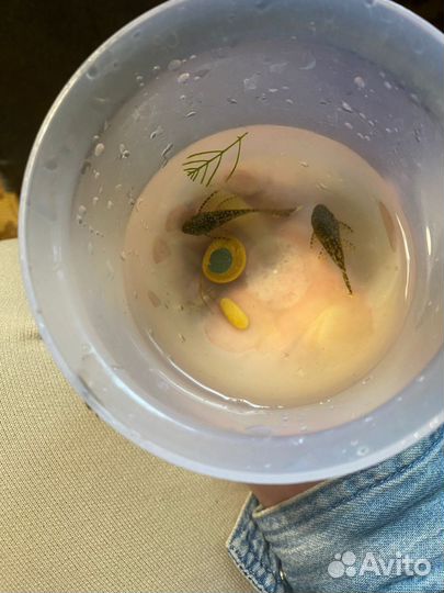 Аквариумные рыбки