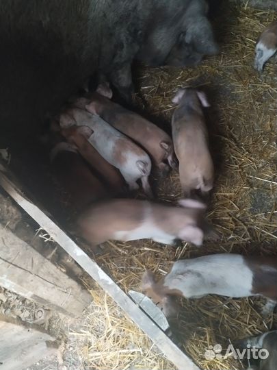 Поросята породы дюрок