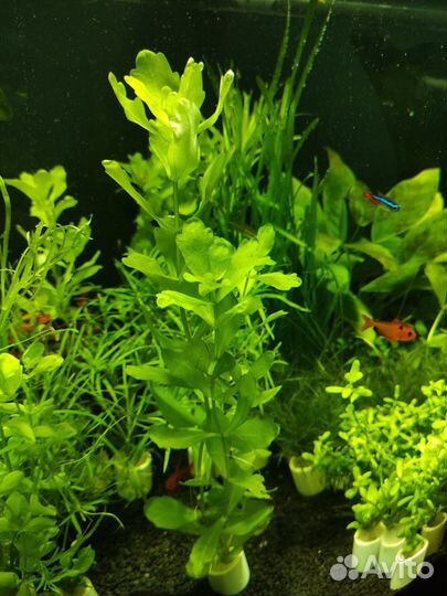 Аквариумные растения