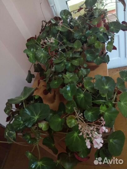 Бегония краснолистная