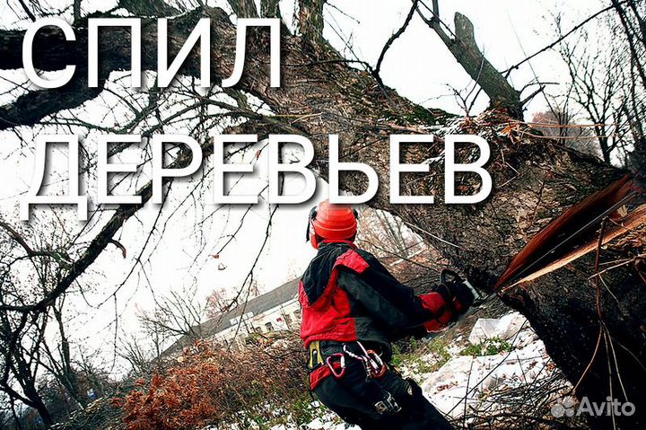 Спил деревьев