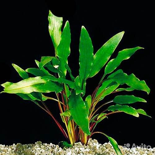 Криптокорина Валкера (Cryptocoryne walkeri)