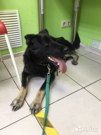 Подросток 8 мес стерилизованная девочка в дар