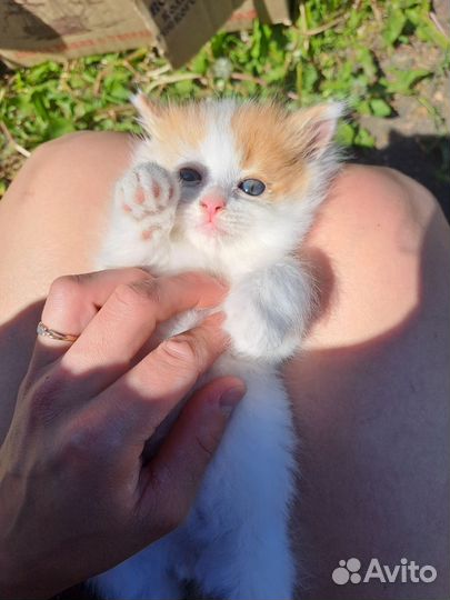 Котёнок дар бесплатно