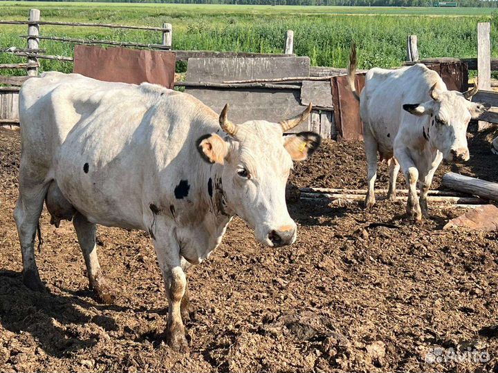 Дойные коровы с телятами