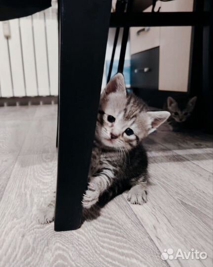 Котята Шотландской вислоухой