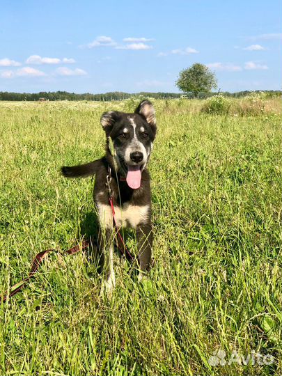 Щенок мальчик Барон 5 мес ищет дом