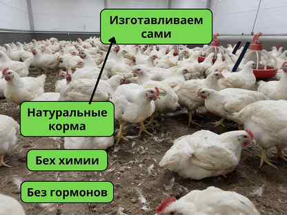 Бройлеры живым весом, Москва