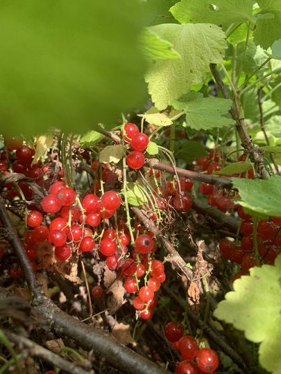 Участок 4 сот. (СНТ, ДНП)