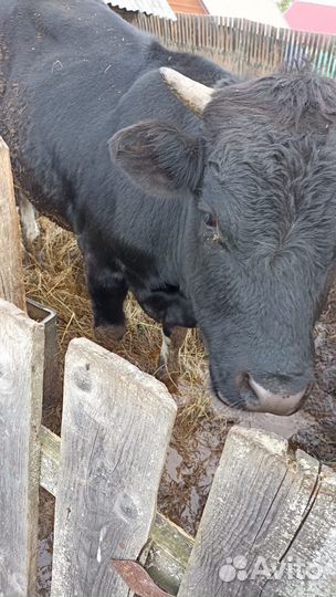 Бычки и тёлочки