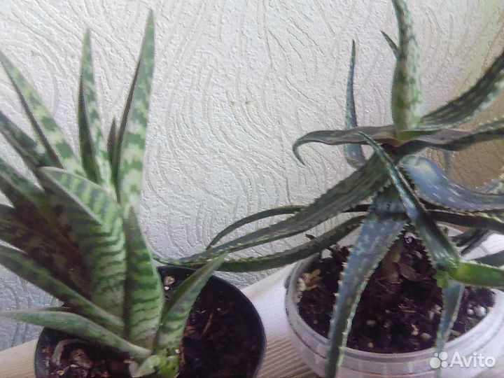 Сансевьерия цилиндрическая,гастерии,алоэ
