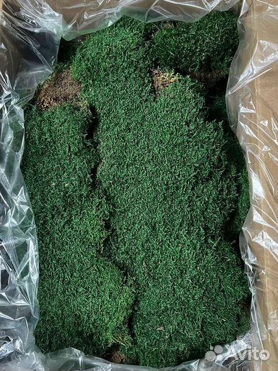 Стабилизированный мох пластовой, пласт, пластами