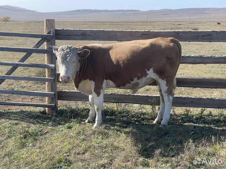 Быки на племя