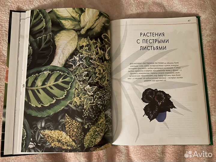 Энциклопедия комнатного цветоводства