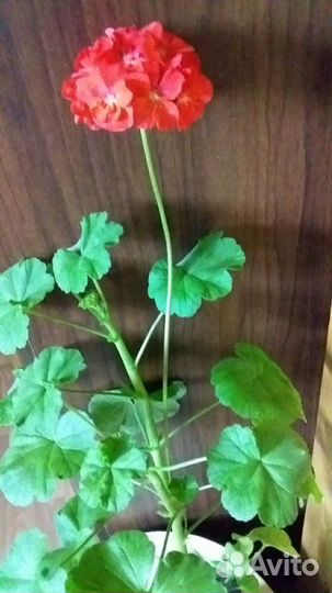 Толстянка,герань