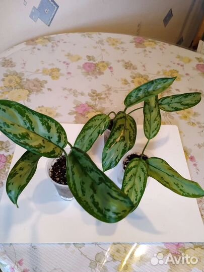 Аглаонема.Сильвер квин