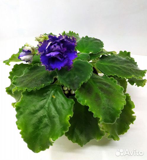 Фиалочки цветущие