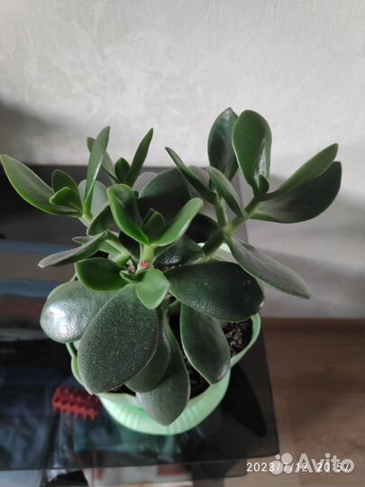 Толстянка, живое дерево